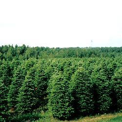 Field of Crete quality Christmas trees