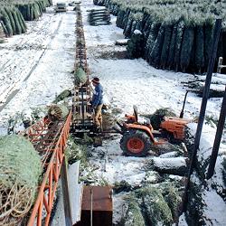 Our Christmas tree loading yard