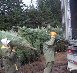 Loading Christmas trees for export