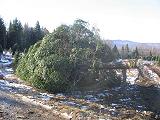 Big Tree, Cut and laying on the ground