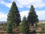 Big Christmas tree to be harvested